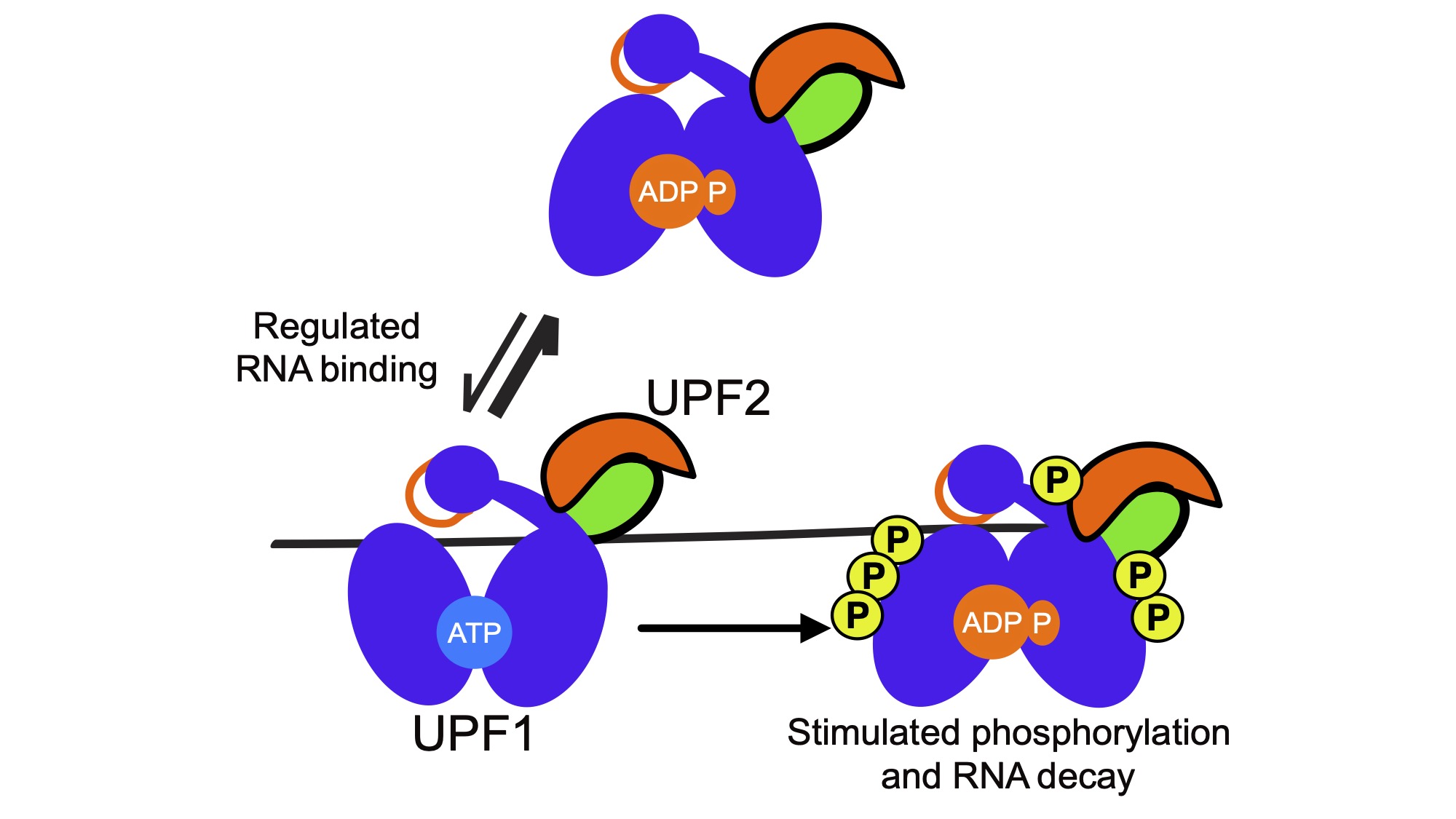 Research – The Fritz Lab